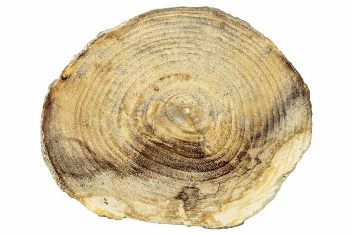 Polished Petrified Wood (Dicot) Round - Idaho #252878